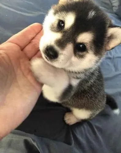 Filhote husky siberiano, A melhor decisão da sua vida pode estar aqui!