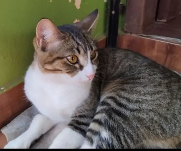 Gatos castrados macho e fêmea