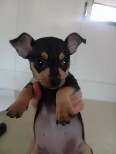  Vendo Cachorrinha Pincher 