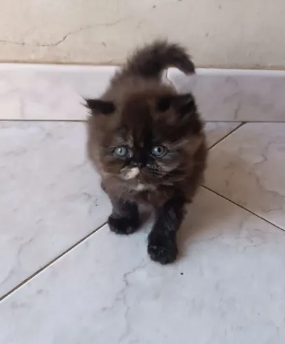 Gato persa