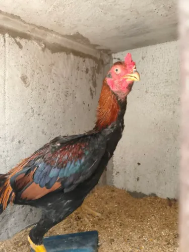 Galos galinhas e frango