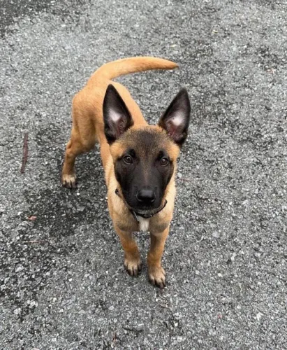Pastor Belga Malinois 