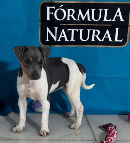 FOX paulistinha com pedigree CBKC - Terrier brasileiro puro filhote 