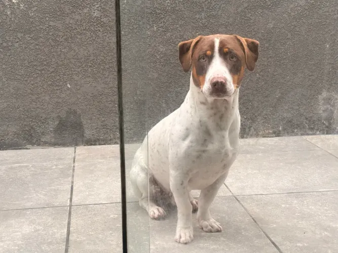 Doação de Cão macho 