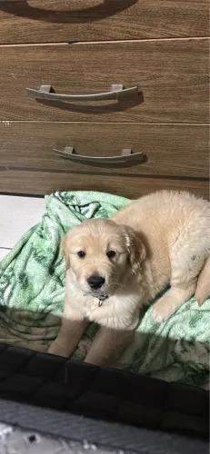 Vendo Golden filhote