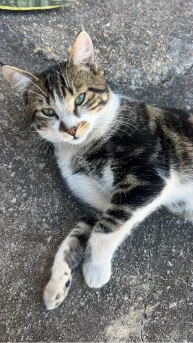 Gato para adoção