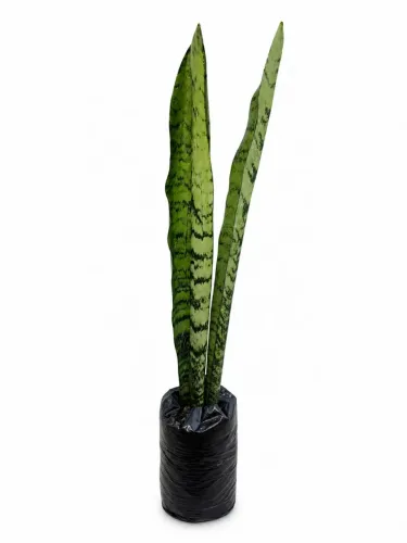 Muda de espada de sao jorge com 60cm