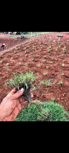Gramas de alta qualidade apartir de 5,99 ó m2 plantado!