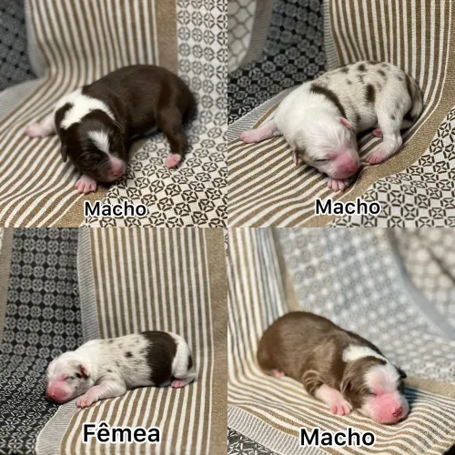 Filhotes de border collie