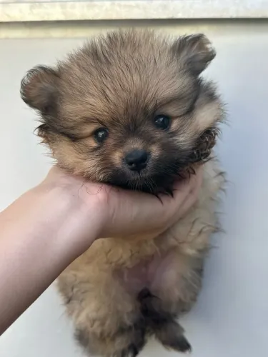 Spitz alemão