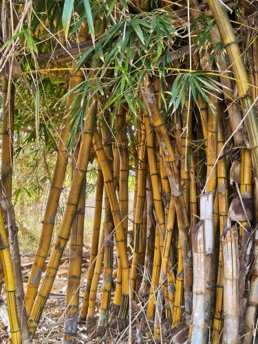 Bambu de grande porte para artesanato, decoração e construção
