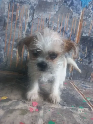 Cachorrinho