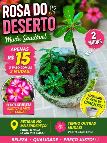 Muda de Planta Rosa do deserto A Unidade 10 Bem Desenvolvida