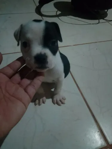 Filhote de Pit bull