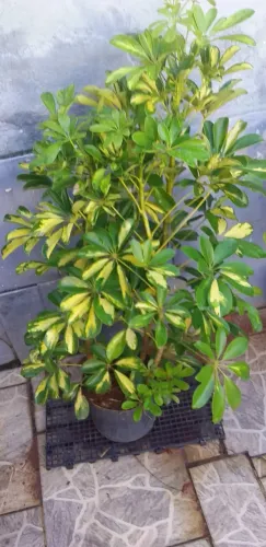 Planta Cheflera (Schefflera arboricola)