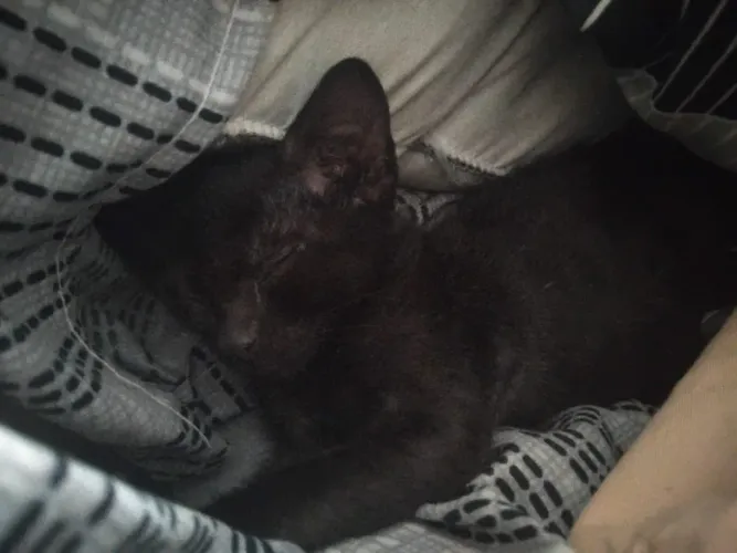 Gatos pra doação 