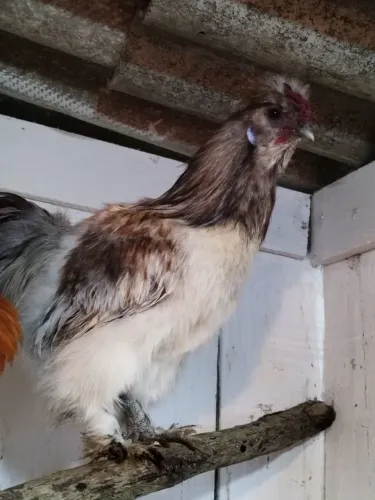 Galo Sedosa do Japão