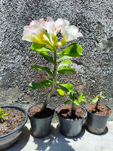 Rosa do deserto