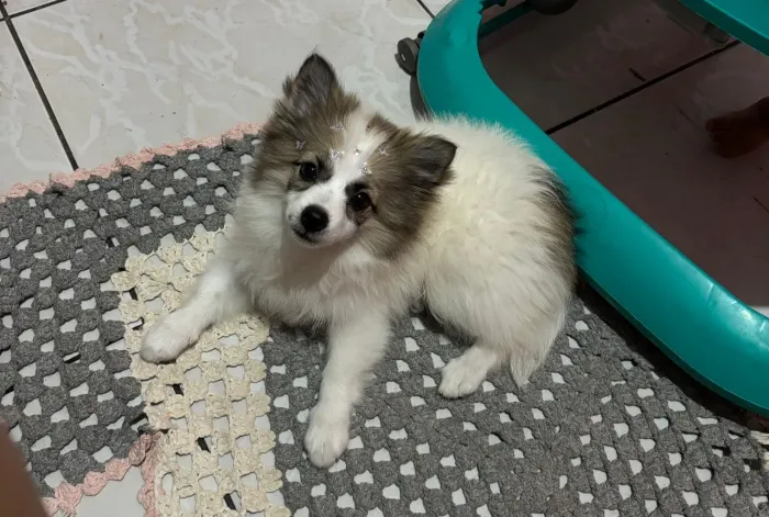 Lulu da Pomerânia