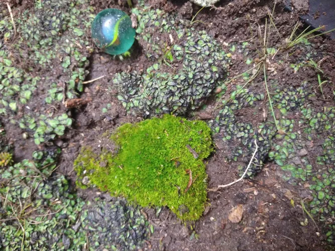 Kit vivo 8/I - Terrário Plantas-Espaciais+Brinde Liquen ,Algas ,Musgo Pedras Planras a