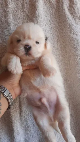 Shih Tzu charmoso