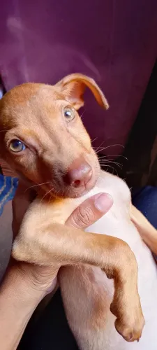 Adoção de cachorro 