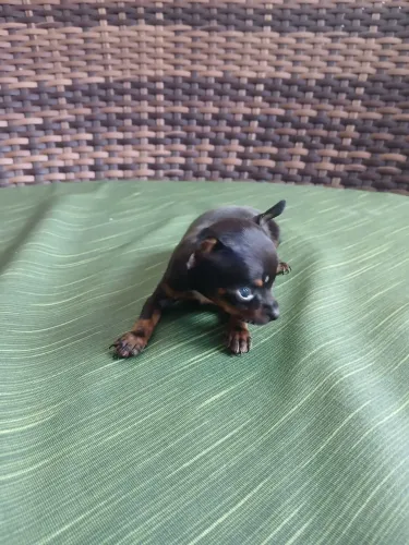 Vende-se cachorro pincher n°1