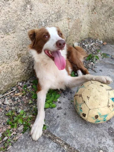 Doa-se border collie