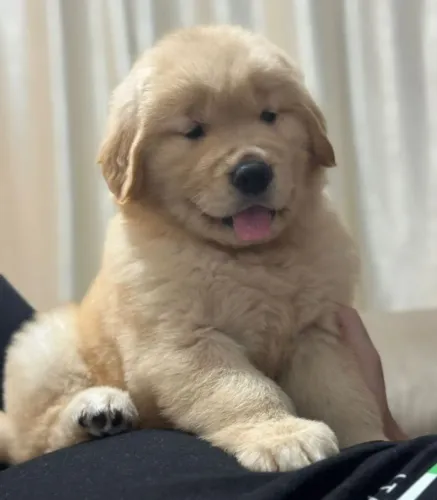 Filhotes Golden Retriever, Descendentes de Campeões, Florianópolis
