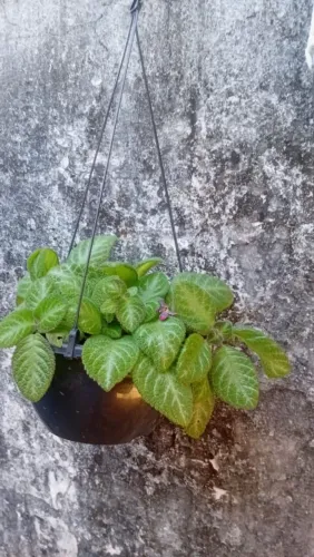 planta ,tapete de rainha rosa 40 reais