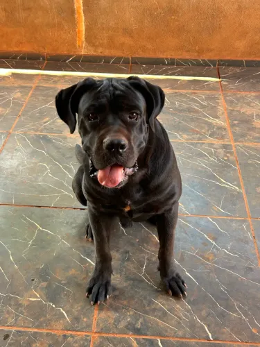 Cane corso pra cruza