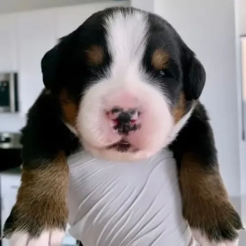 Filhotes de Bernese | Encontre uma companhia que combina com você!
