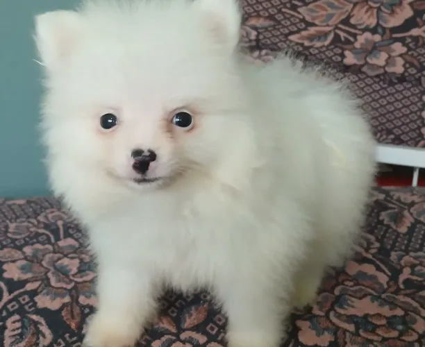 Filhote Fêmea de Spitz Alemão com Pedigree cobrado a parte