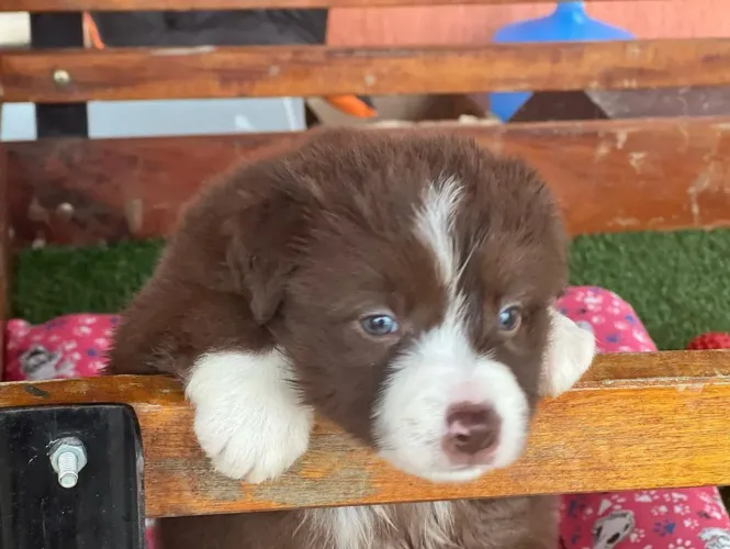 Border Collie - É considerado o pet mais incrível e inteligente 