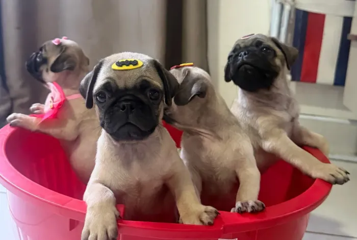 Vendo pug <br>Vacinados ? Vermifu<br>Vacinados ? Vermifugad<br>Vacinados ? Vermifugados ?vendd