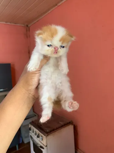 Gato persa macho 