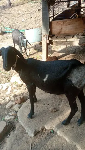 Carneiros à venda - 3 adultos + 3 filhotes