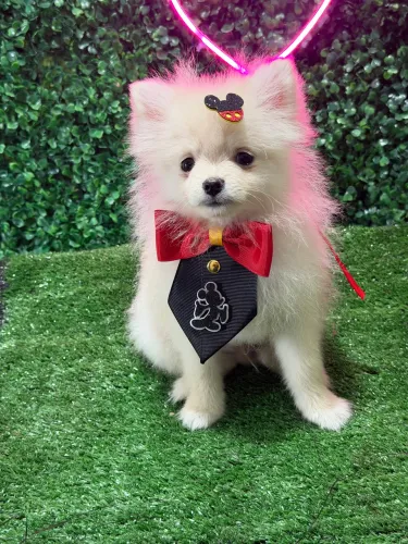 Lulu da pomerania