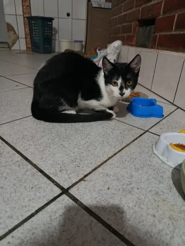 Gatinho Frajola de 6 meses 