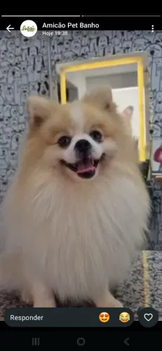 Spitz Alemão Macho Olhos Azuis Padreador Valor para Cruzar ou Venda