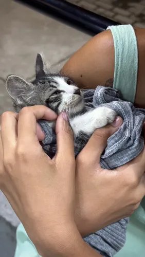 Gatinha para Adoção 