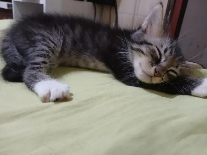 Lindos gatos filhotes de 1 mês e meio