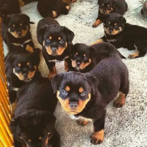 Rottweiler - Um Filhote De Presença Incomparável