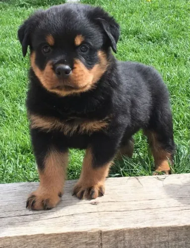 Filhote de Rottweiler O Filhote Que Inspira Confiança e Amor