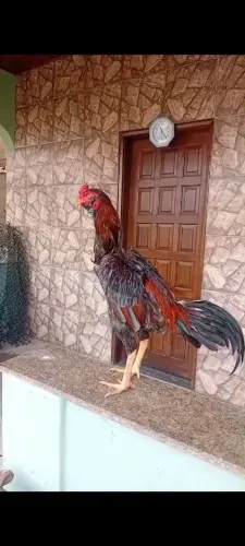 Galo  indio mura 