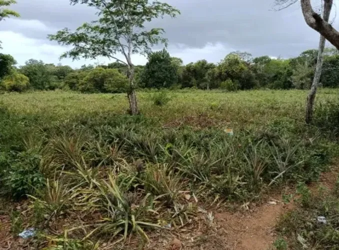 Fazenda/Sítio/Chácara - Coração de Maria/BA