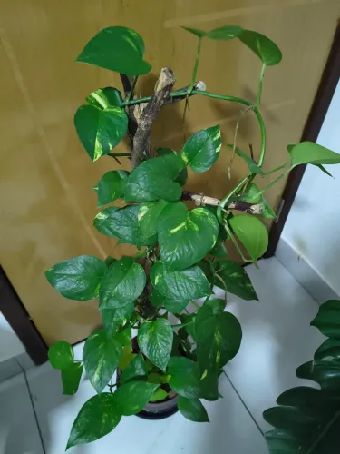 Planta Arranjo Natural de Jibóias