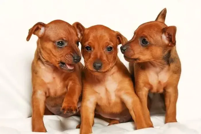 Filhotes de Pinscher 1