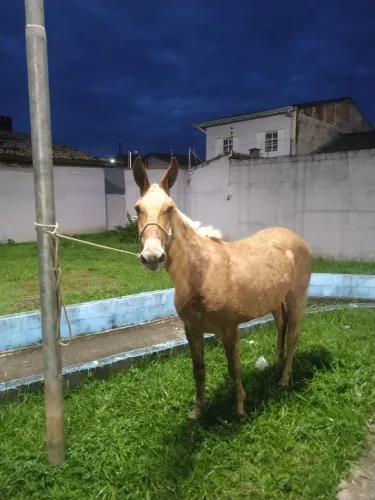Burro pra venda ou breganha