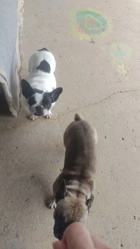 Buldogue francês 